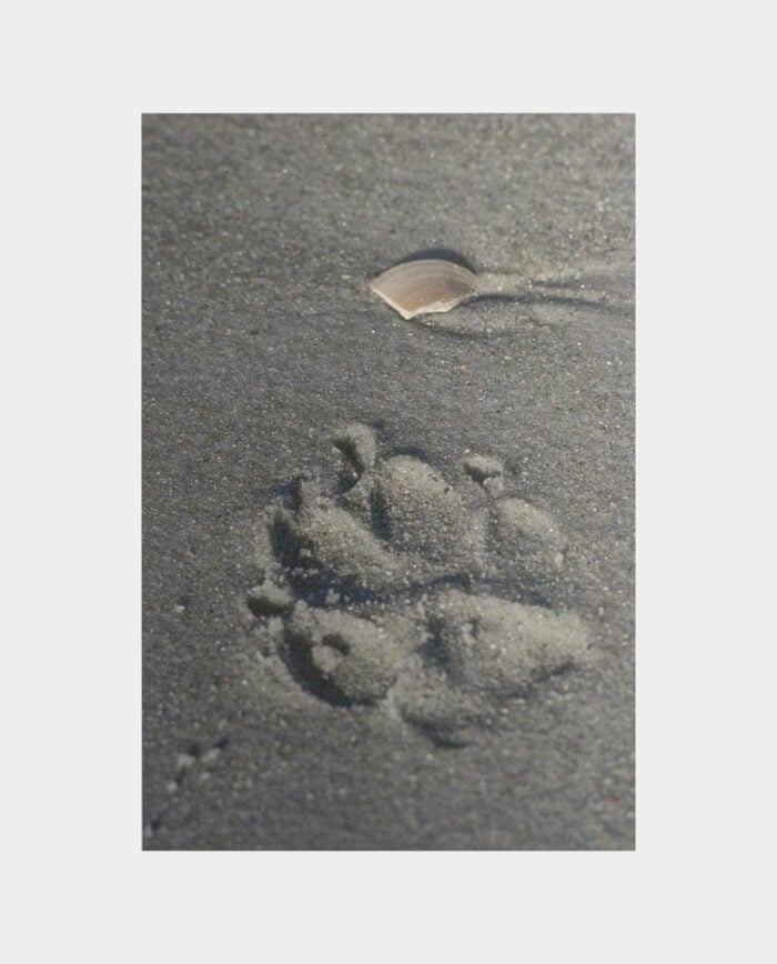 Paw Prints in the Sand