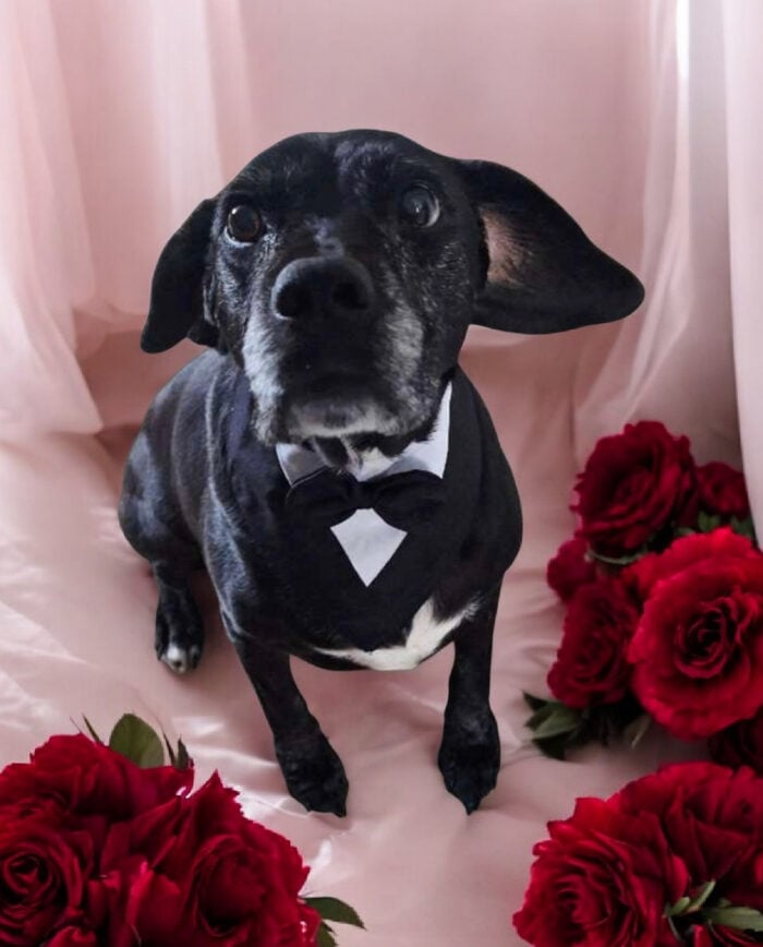 Dog Tux Bandana Black
