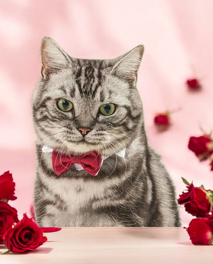 Cat Tuxedo Bow Tie